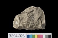 藏品(鮞狀石灰岩)的圖片